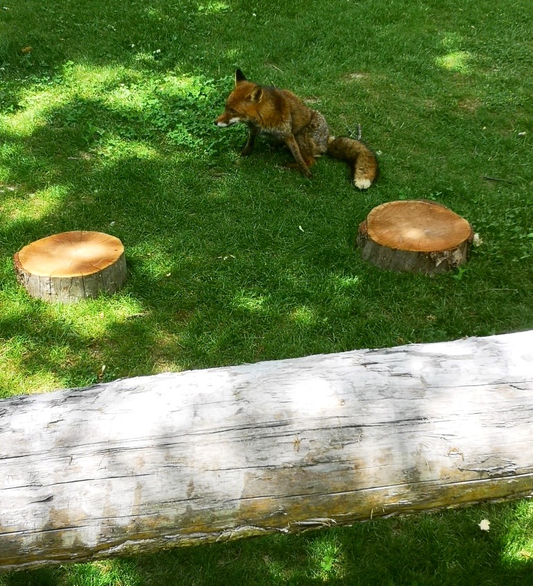 Photo n° 14 de l'avis de Thierry.E fait le 17/06/2022 à 17:40