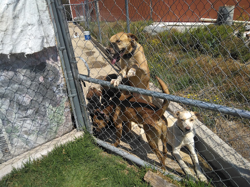 Centro de Adopción Canina 