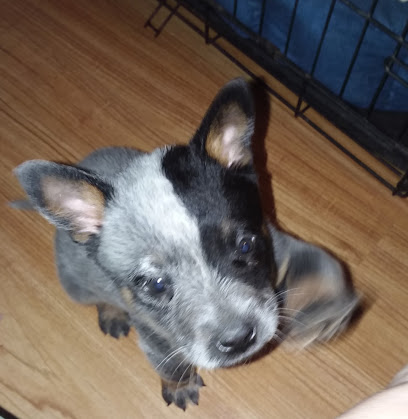 Bison Ridge Blue And Red Heelers
