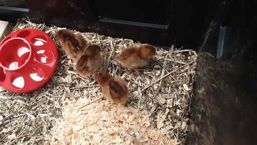 Pet Supply Store «Northern Star Mills», reviews and photos, 510 Esplanade, Chico, CA 95926, USA