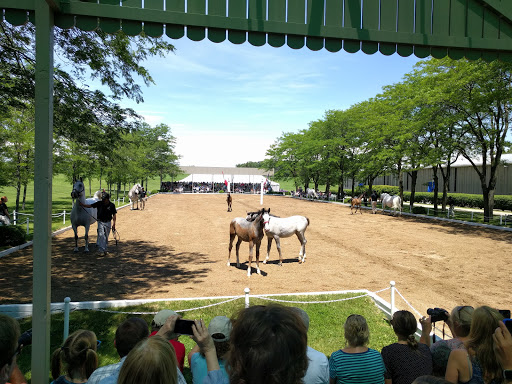 Tourist Attraction «The Tempel Lipizzans», reviews and photos, 17000 W Wadsworth Rd, Old Mill Creek, IL 60083, USA