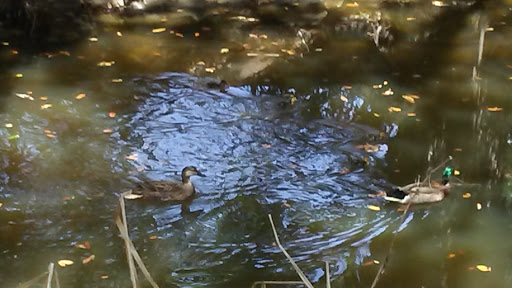 Park «Hammock Park», reviews and photos, 1945 San Mateo Dr, Dunedin, FL 34698, USA