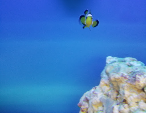 Pet Supply Store «Petco Animal Supplies», reviews and photos, 911 N Stratford Rd c, Moses Lake, WA 98837, USA