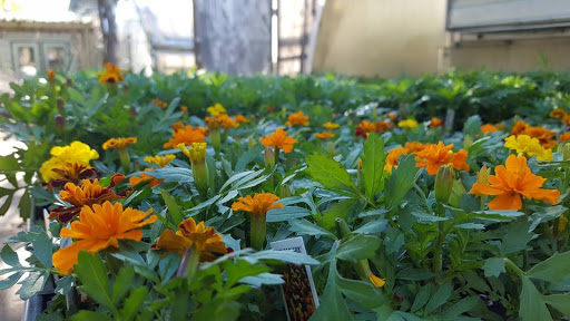 Florist «Kembles Greenhouse», reviews and photos, 308 S Prairie St, Prairie du Chien, WI 53821, USA