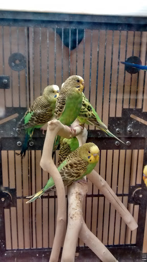 PetSmart image