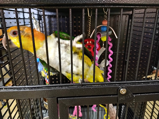 Pet Store «Petland», reviews and photos, 1514 Stonecreek Dr, Pickerington, OH 43147, USA