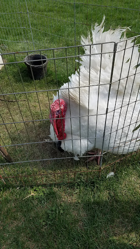 Tourist Attraction «Shawhaven Farm», reviews and photos, 1826 Rolfe Rd, Mason, MI 48854, USA