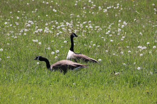 Nature Preserve «Schuth’s Grove», reviews and photos, 8040 W Cermak Rd, Riverside, IL 60546, USA