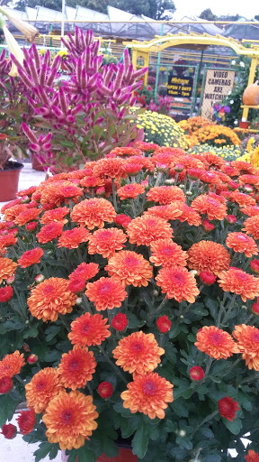 Florist «Dutch & Olgas Greenhouse», reviews and photos, 1285 NJ-36, Hazlet, NJ 07730, USA