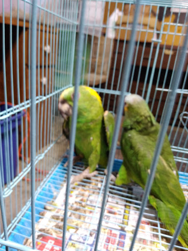 Pet Store «Inez Pet Shop», reviews and photos, 3825 Whittier Blvd, Los Angeles, CA 90023, USA