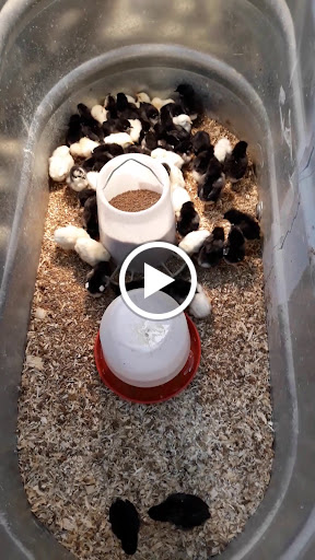 Department Store «Rural King», reviews and photos, 2947 S Washington St, Kokomo, IN 46902, USA