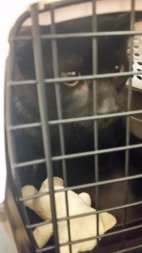 Pet Supply Store «PetSmart», reviews and photos, 830 Pelham Pkwy, Pelham, NY 10803, USA