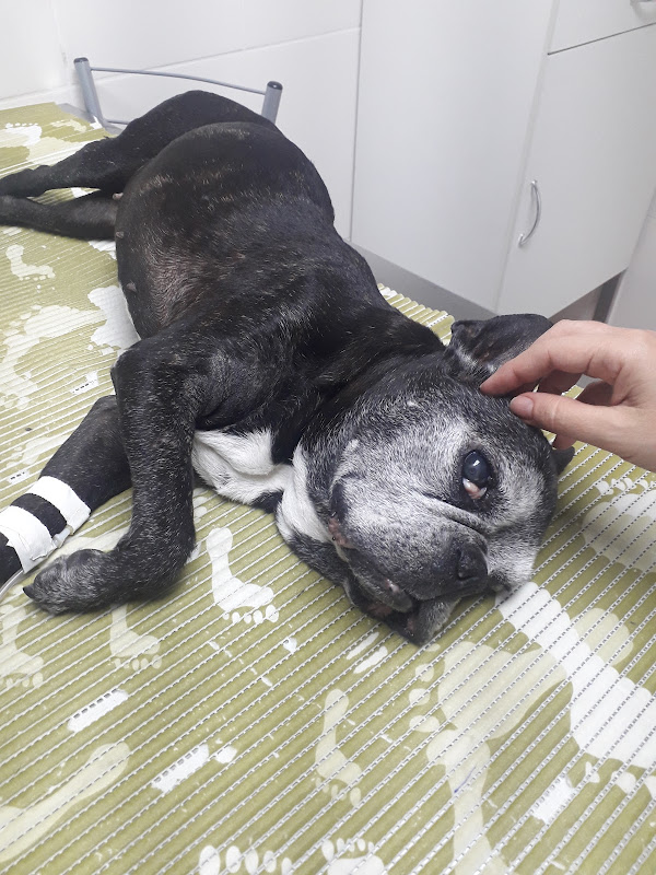 Veterinary Clinic Adriana — O profissional veterinário em São Paulo, SP