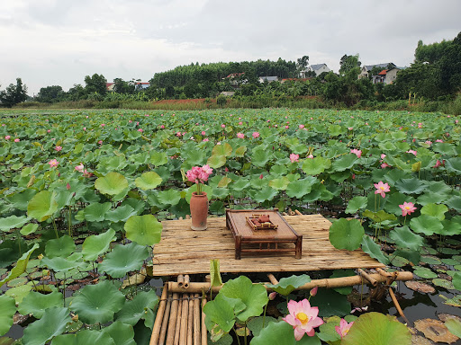 Đầm sen Ao Luông