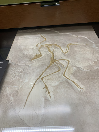 Museum «Beneski Museum of Natural History», reviews and photos, 11 Barrett Hill Rd, Amherst, MA 01002, USA