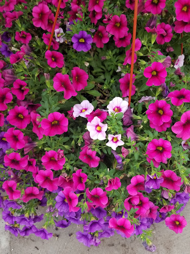 Garden Center «Blooms at Belle Mead», reviews and photos, 1980 US-206, Belle Mead, NJ 08502, USA