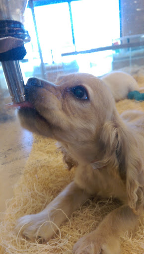 Pet Store «Perfect Pets», reviews and photos, 6840 S University Blvd #410, Centennial, CO 80122, USA