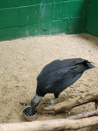 Zoo «Kentucky Down Under Adventure Zoo», reviews and photos, 3700 L and N Turnpike Rd, Horse Cave, KY 42749, USA