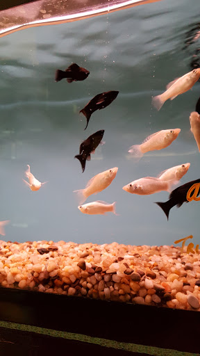 Tropical Fish Store «Aquariums By JJ», reviews and photos, 33 Hamburg Turnpike, Riverdale, NJ 07457, USA