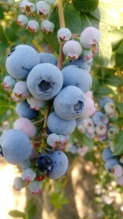 Sodini Blueberries