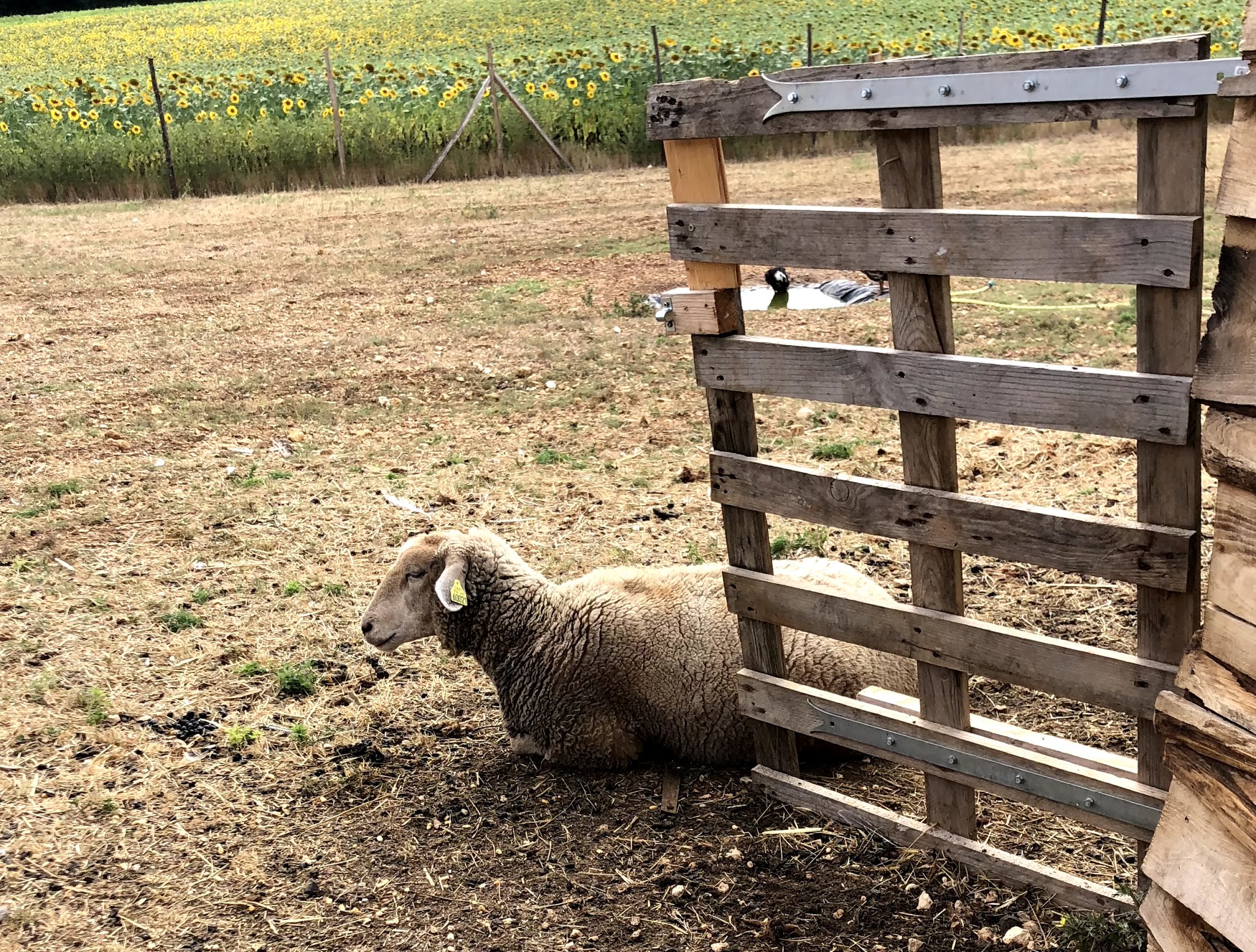 Photo n° 5 de l'avis de Izzie. fait le 26/07/2019 à 19:34