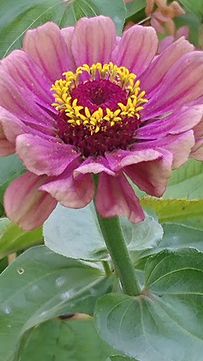 Botanical Garden «Phipps Conservatory and Botanical Gardens», reviews and photos, 1 Schenley Drive, Pittsburgh, PA 15213, USA