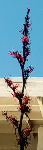 Grocery Store «Grocery Outlet Bargain Market», reviews and photos, 120 Morrissey Blvd, Santa Cruz, CA 95062, USA