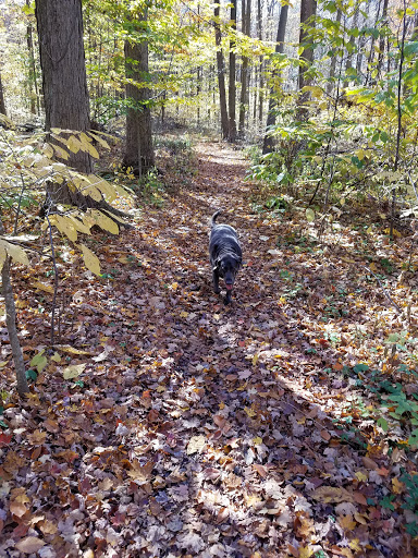 Nature Preserve «Burnett Woods», reviews and photos, 8264 E County Rd 100 S, Avon, IN 46123, USA