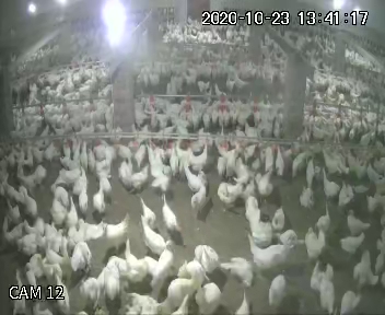 Javed Poultry Farm