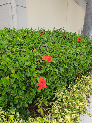 Art Museum «Norton Museum of Art», reviews and photos, 1451 S Olive Ave, West Palm Beach, FL 33401, USA