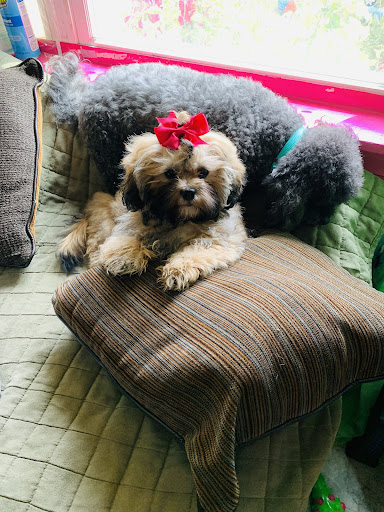 Pet Supply Store «Pet Supplies Plus», reviews and photos, 2155 Delaware Ave, Buffalo, NY 14216, USA