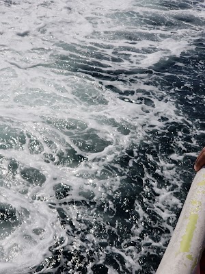 Cape Ann Whale Watch - photo 70