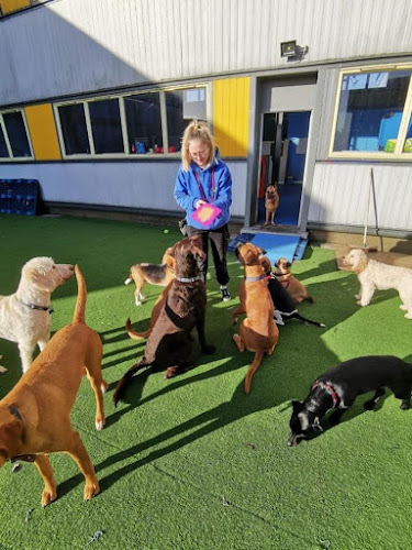 Reviews of Pawtropolis Dog Day Care in Glasgow - Dog trainer