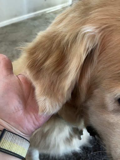 Pet Store «PetSmart», reviews and photos, 267 Berlin Turnpike, Berlin, CT 06037, USA