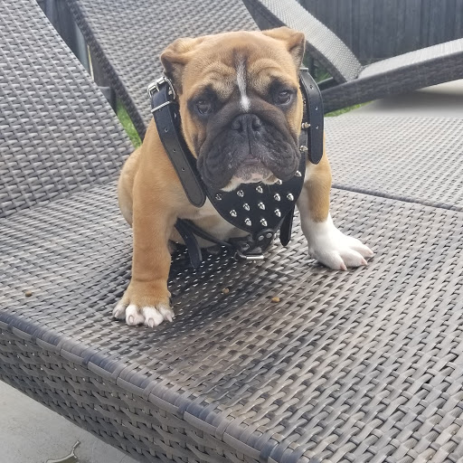 Pet Supply Store «Pet Supplies Plus», reviews and photos, 1031 Northwest Hwy, Garland, TX 75041, USA