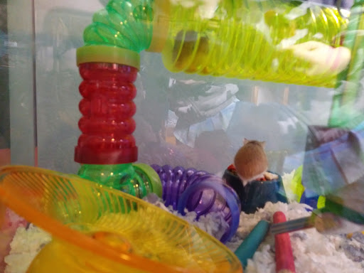 Pet Supply Store «Petco Animal Supplies», reviews and photos, 244 Pioneer Trail, Chaska, MN 55318, USA