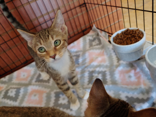 Pet Supply Store «North Tampa PET DEPOT», reviews and photos, 16033 Tampa Palms Blvd W, Tampa, FL 33647, USA