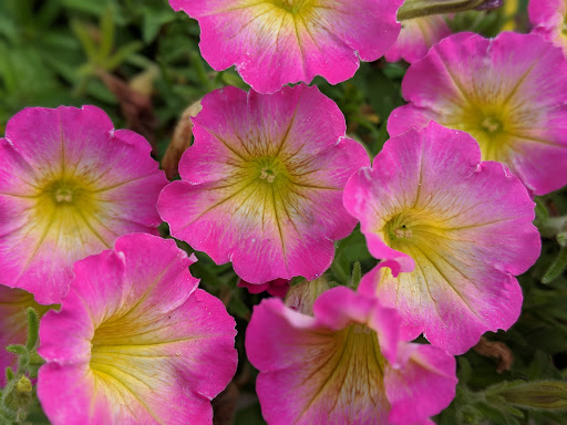 Golf Course «Cedarcrest Golf Course», reviews and photos, 6810 84th St NE, Marysville, WA 98270, USA