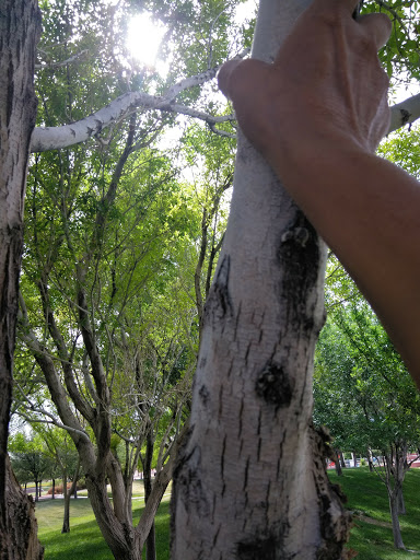 Park «Rainbow Family Park», reviews and photos, 7151 W Oakey Blvd, Las Vegas, NV 89117, USA