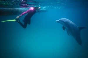 Water Planet Dolphin Swim Tours image