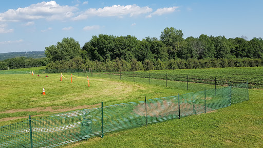 Tourist Attraction «Sunflower Maze», reviews and photos, South St, Middlefield, CT 06455, USA