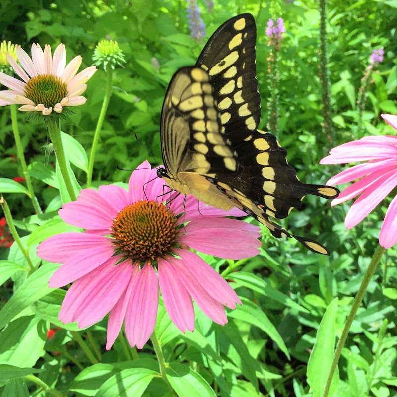 Dr. Bill Roston Native Butterfly House