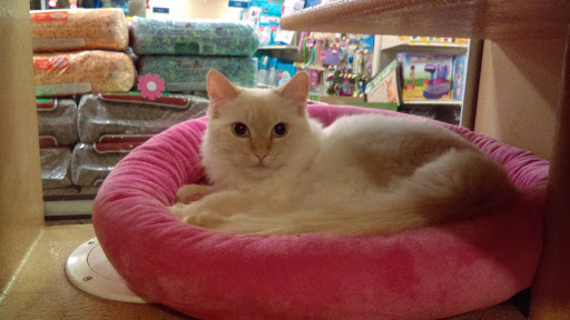 Pet Supply Store «PetSmart», reviews and photos, 3610 Rosecrans St, San Diego, CA 92110, USA