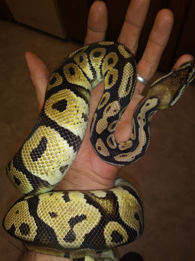 Reptile Store «An Exotic Reptile Pet Shop», reviews and photos, 3115 N 1st Ave, Tucson, AZ 85719, USA