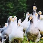 Photo n°1 de l'avis de Rolf.� fait le 13/11/2018 à 13:12 sur le  Sonners Heinehof à Bollschweil