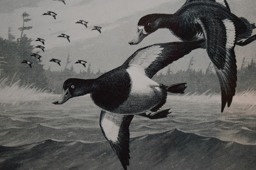 Museum «Havre De Grace Decoy Museum», reviews and photos, 215 Giles St, Havre De Grace, MD 21078, USA