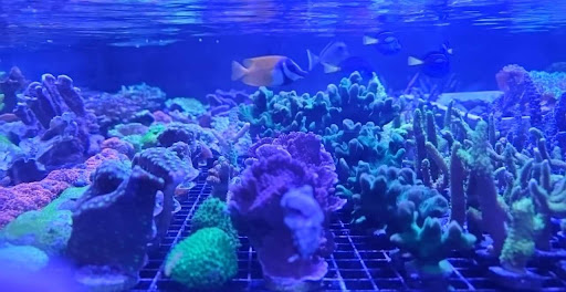 Aquarium «Reef Systems Coral Farm Inc», reviews and photos, 8459 Peter Hoover Rd, New Albany, OH 43054, USA