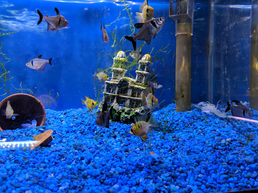 Tropical Fish Store «Something Fishy», reviews and photos, 954 S Wayne Rd, Westland, MI 48186, USA
