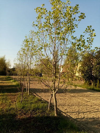 Azienda Agricola Zingano A.