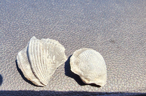 Nature Preserve «Penn Dixie Fossil Park & Nature Reserve», reviews and photos, 4050 North St, Blasdell, NY 14219, USA